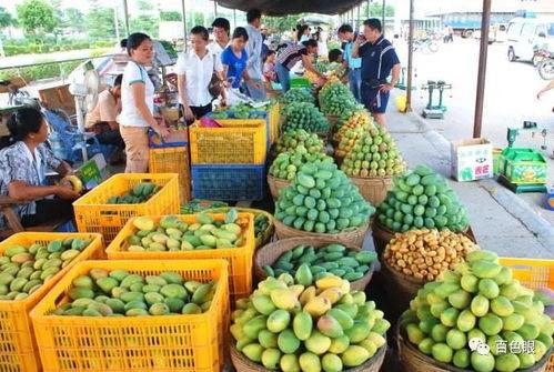 芒果和百色最新爆料,揭秘背后惊人真相